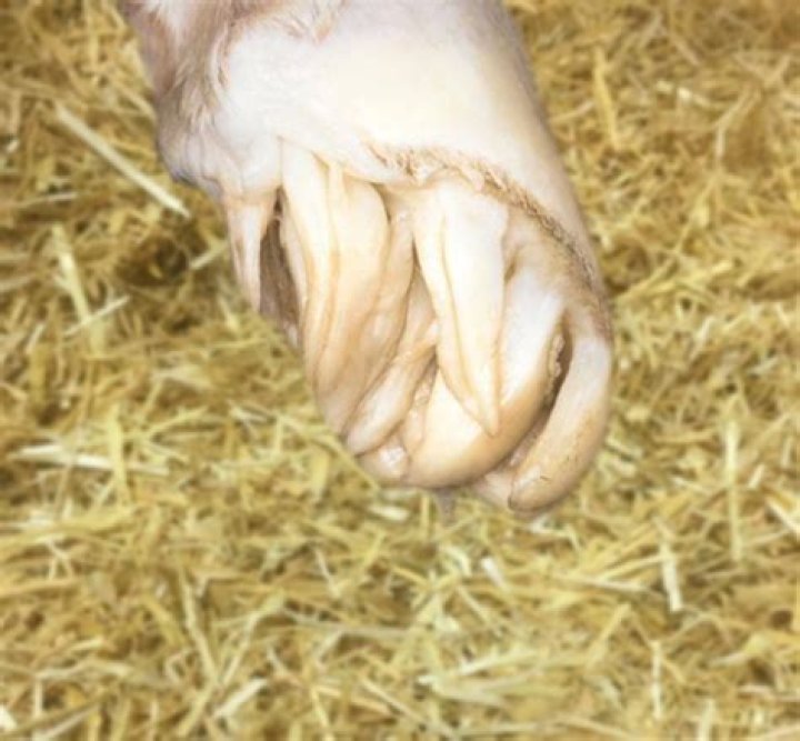 【How-to】What do you call a newborn sheep