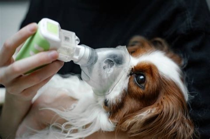 【How-to】What does it mean when a dog huffs