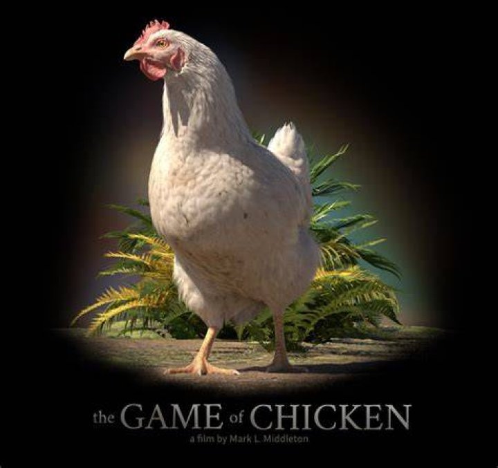 【How-to】What does playing chicken mean