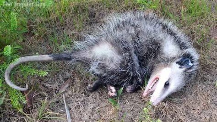 【How-to】What does the possum lodge motto mean
