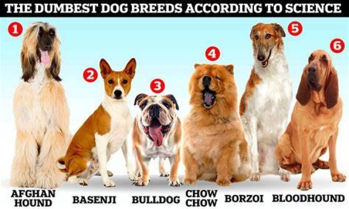 【How-to】What dog breeds are pigeon toed
