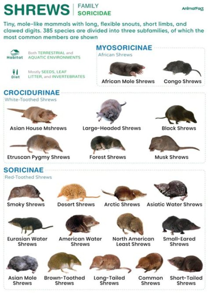 【How-to】What is a shrew archetype