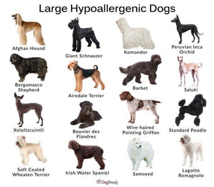 【How-to】What is the cheapest hypoallergenic dog breed