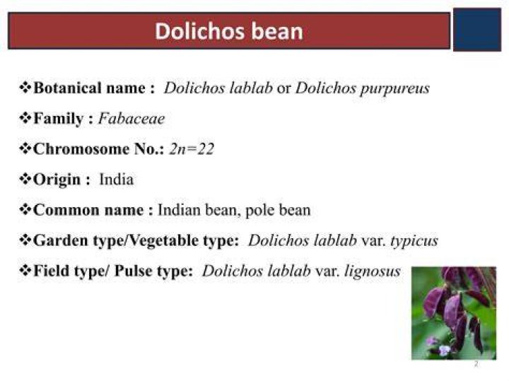 【How-to】What is the common name of dolichos lablab