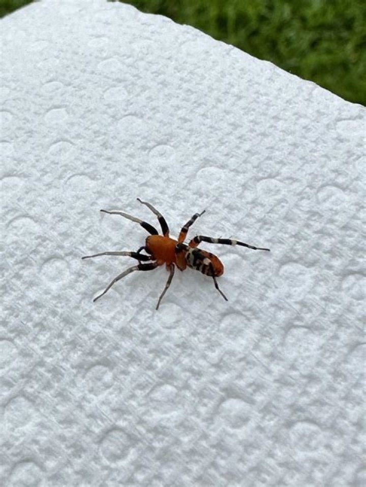 【How-to】What kind of spider is orange with black and white striped legs