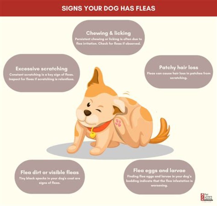 【How-to】What to do if my dog has fleas
