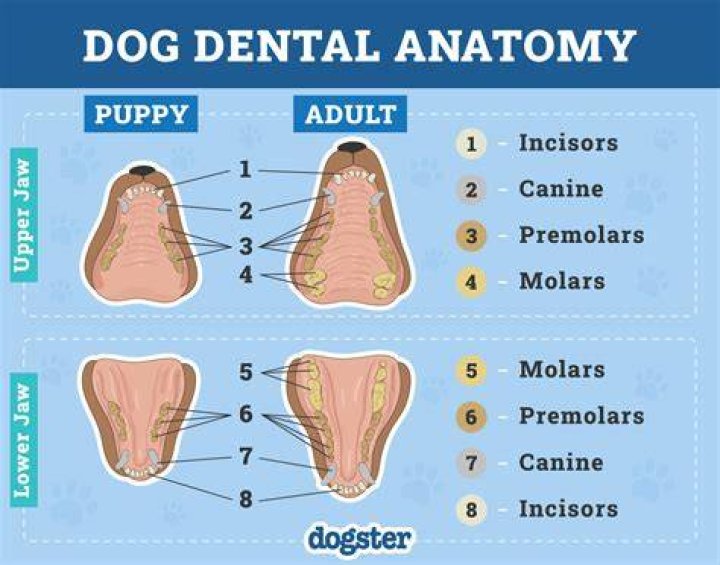 【How-to】When do dogs teeth stop growing