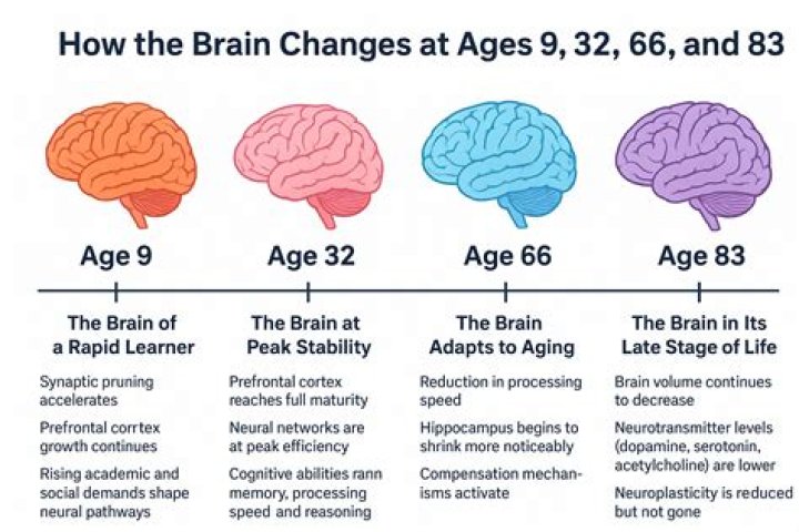 【How-to】When does your brain stop developing
