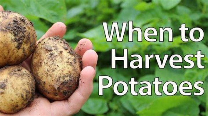 【How-to】When to harvest potatoes - Howto.org