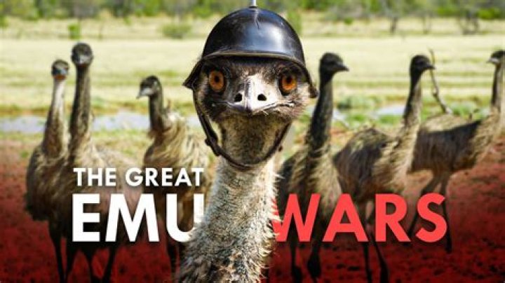 【How-to】Who won the emu war