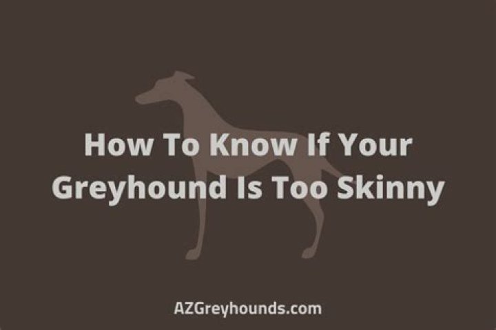 【How-to】Why are italian greyhounds so skinny