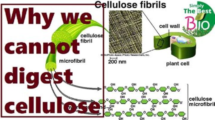 【How-to】Why can t humans digest cellulose