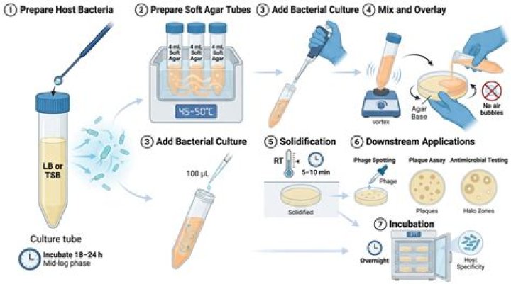 【How-to】Why is soft agar used in plaque assay