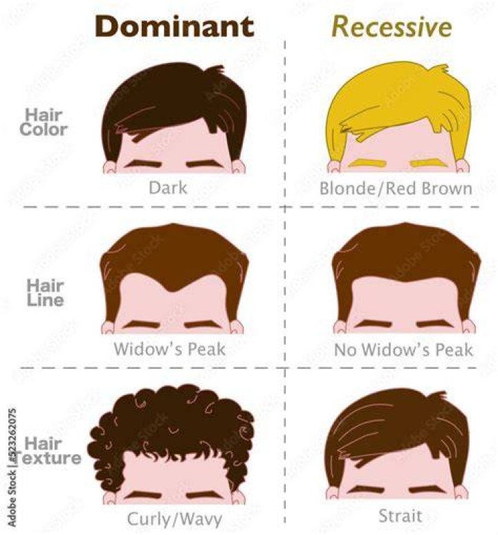 Is being hairy dominant or recessive?