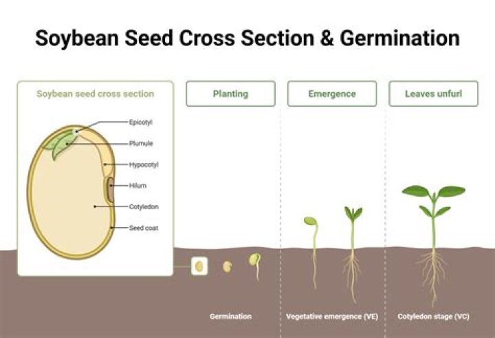 Is germination of seed is known as sprouts?