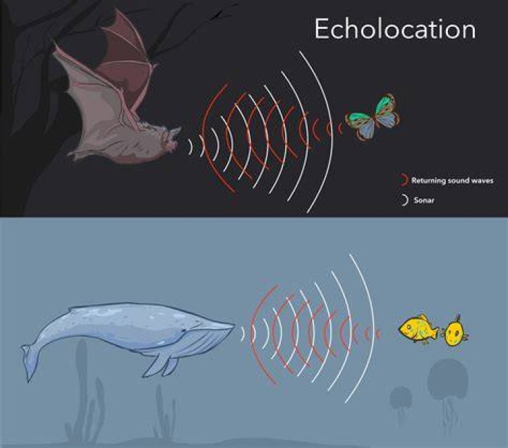 Is human echolocation possible?