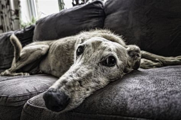 Is it illegal for landlords to refuse pets?