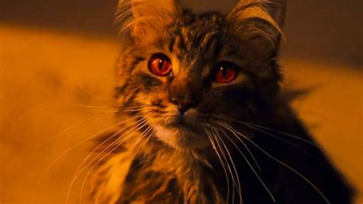 Is Mrs Norris an Animagus?