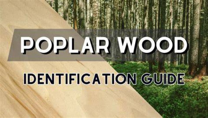 Is poplar wood good wood?