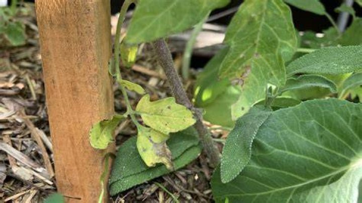Should I cut off yellow tomato leaves?