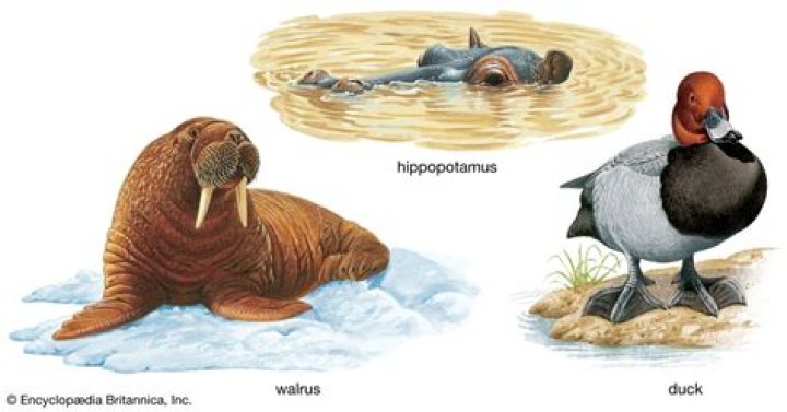 What adaptations do bulls have?
