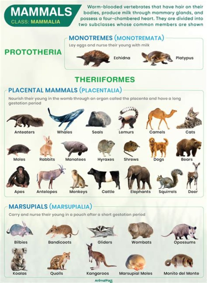 What are 10 mammals examples?