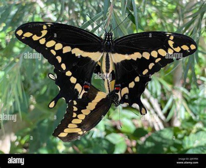 What are mating patterns?