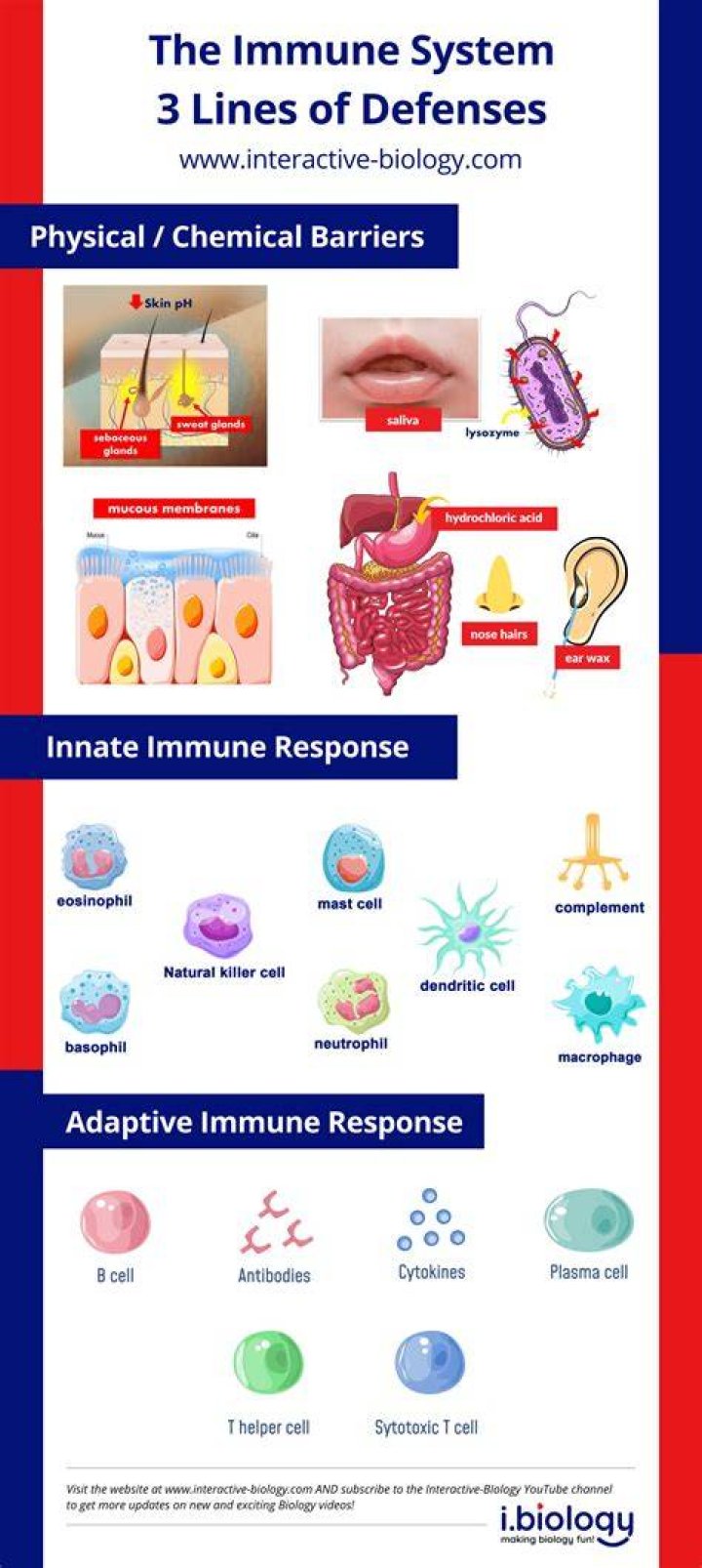 What are the 3 main defenses of your immune system?