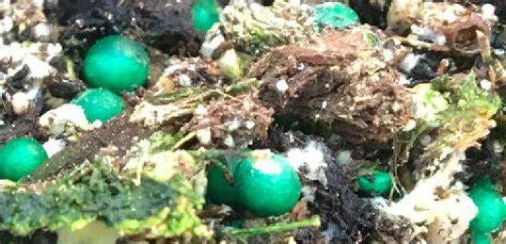 What are the green balls in my soil?