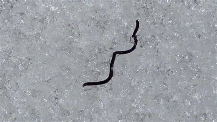 What are the long black worm called?