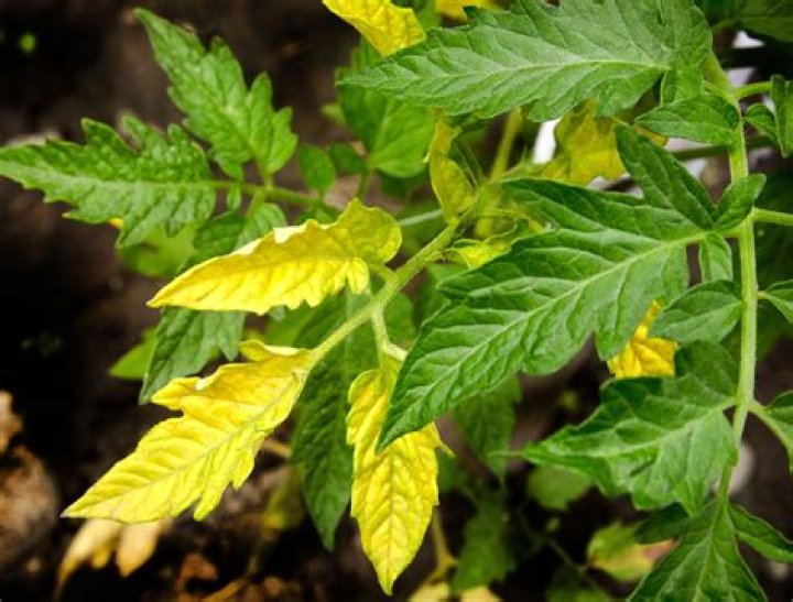 What causes yellow leaves on a plant?