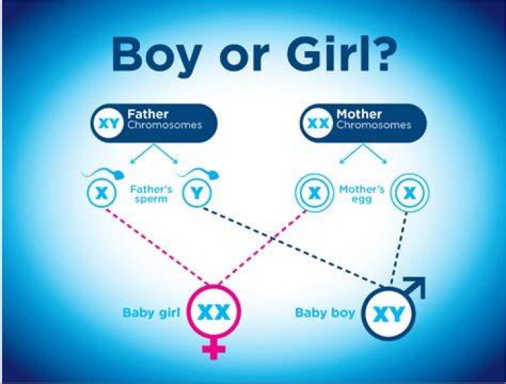 What determines boy or girl?