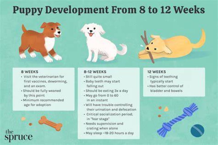 What do puppies celebrate on Feb 2?