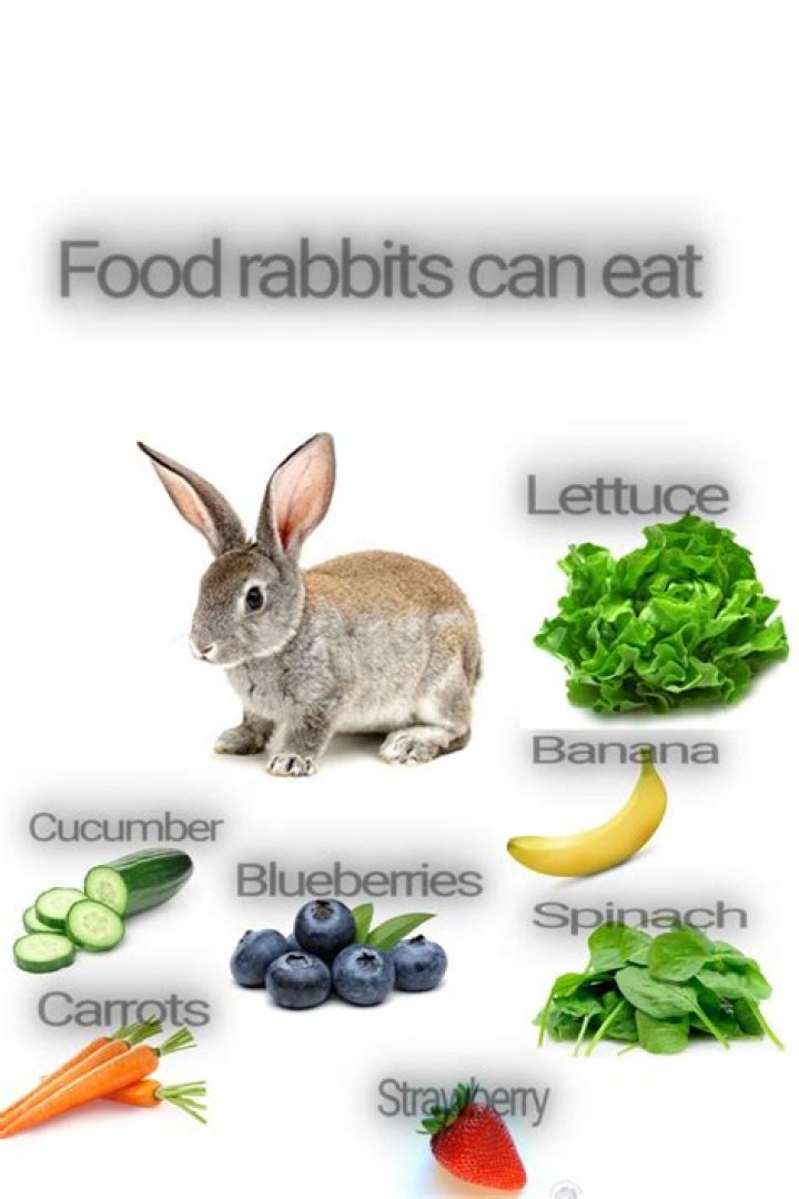 What do rabbits like to eat and drink?