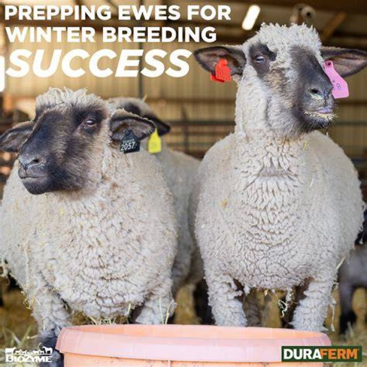 What do sheep sell for?
