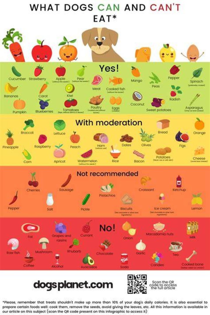 What do vegan puppies eat?