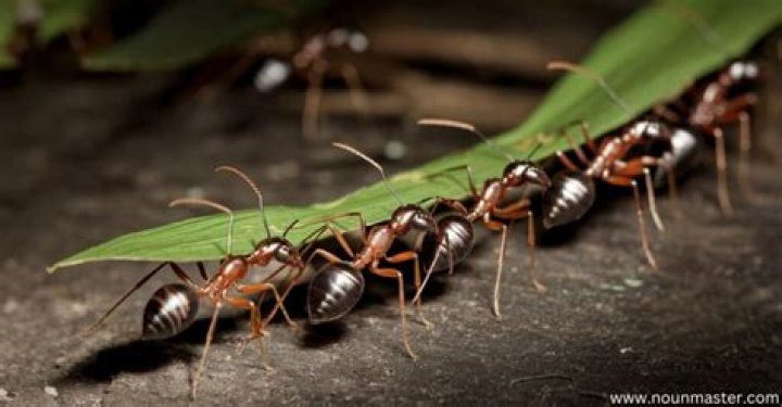 What do you call an army of ants?