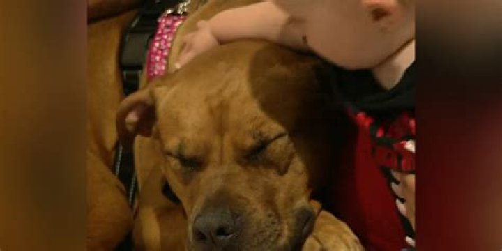 What do you do if your animal goes missing?