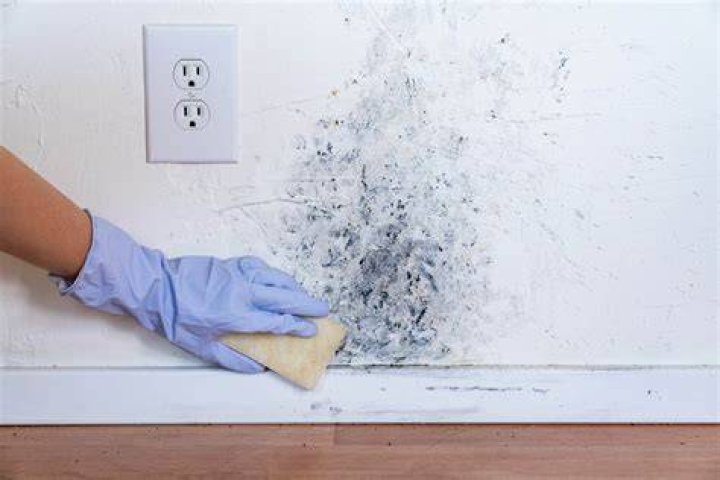 What do you do with a moldy wall?