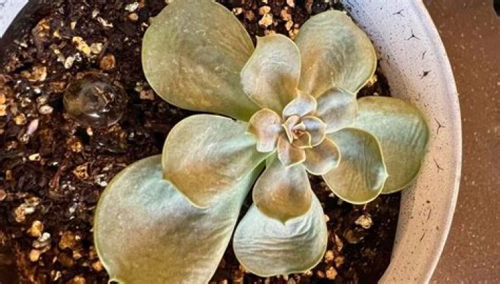 What do you do with yellow succulent leaves?