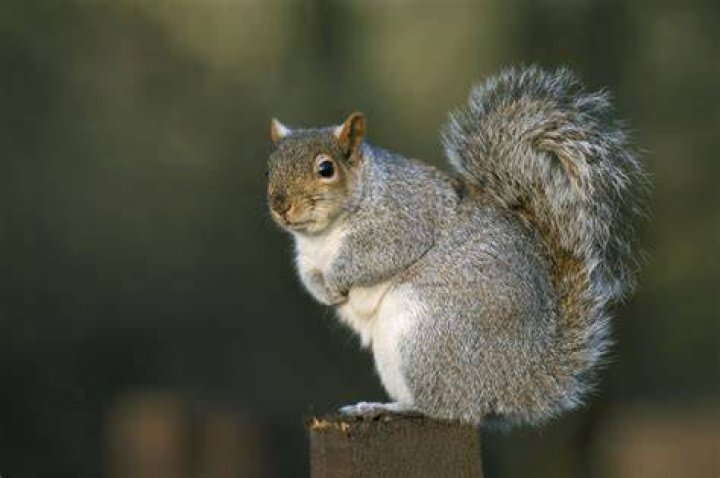 What do you name a grey squirrel?