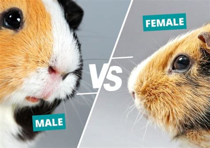 What does it mean to say you are a guinea pig?