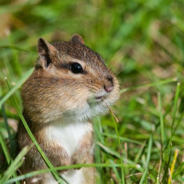 What does it mean when a Chipmunk makes a noise?
