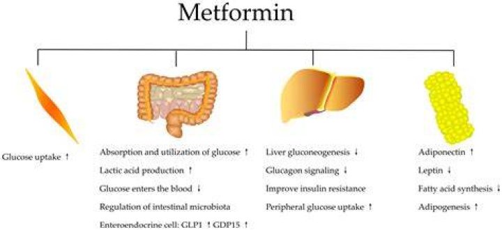 What does metformin do exactly?