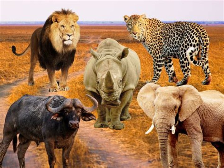 What does the term Big 5 mean?