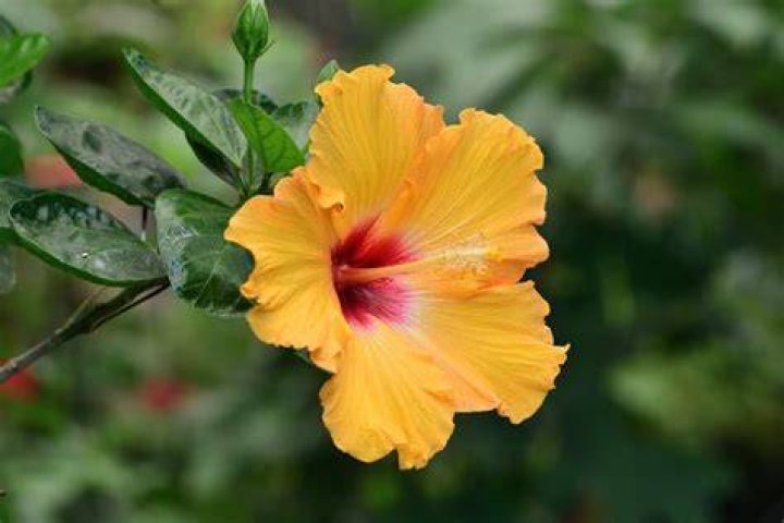What flower is good for patient?