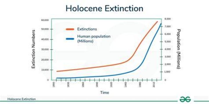 What happened Holocene extinction?