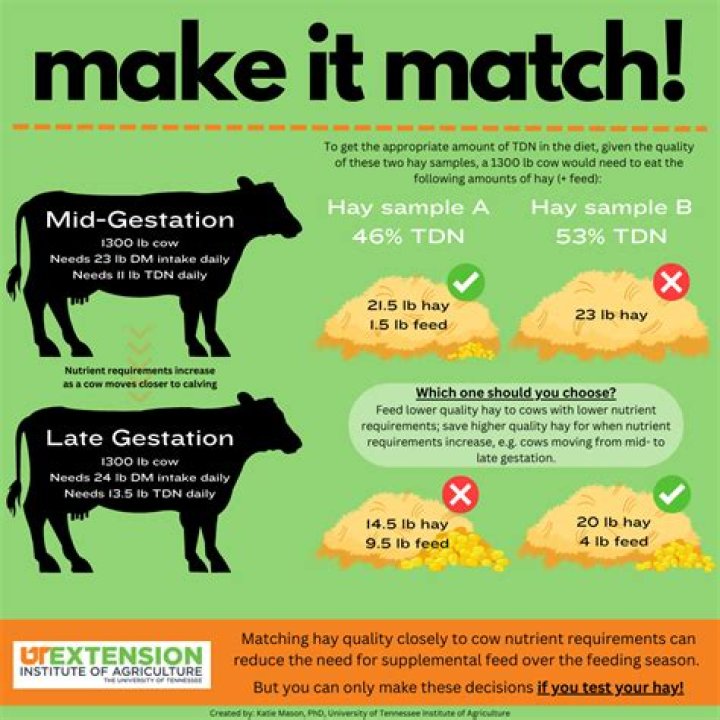 What happens when a cow eats too much?