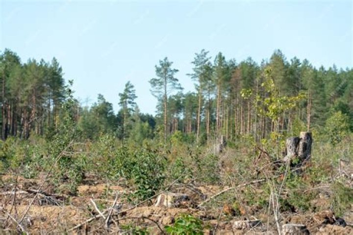 What is a forest but no trees?