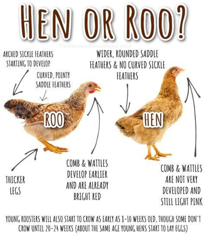 What is a hen and a half?